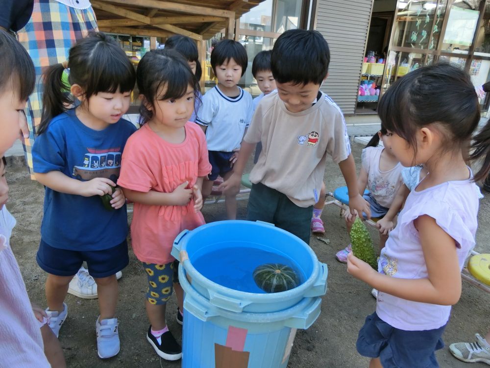 今月の食育の日は”すいかと夏野菜実験”をしました♪

重いすいかやかぼちゃ、とうもろこし、おくら、とまと等の夏野菜は水に浮くのか、沈むのか？！
1つ1つ子ども達と予測をしながら試してみました！

「かぼちゃは重いけ、沈むんじゃない？」
「小さいけ浮かぶよ！」
色々な意見が出ました。

実際にやってみると・・・浮かびました！
水の中に何度も押しても浮かんでくるかぼちゃを面白がっていました♡