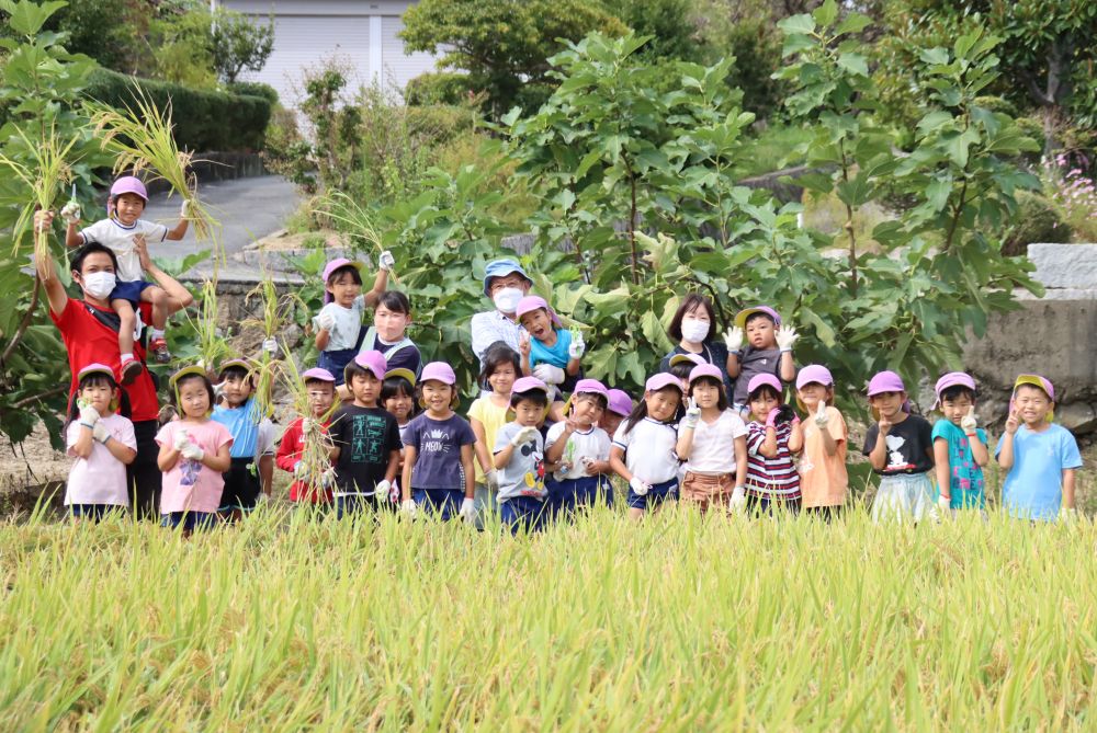 6月に経験した田植え
その時の稲が約4カ月で小さな苗からキリン組のみんなと同じくらいの背丈に育ちました
米作り名人の村上のおじいちゃんのご厚意で本日は稲刈りに挑戦！
