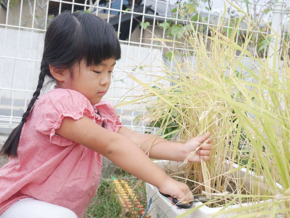 季節は秋・・・
夏に田植えをし、毎日水やりをしていたら
小さな田んぼにもお米ができました
　
『このお米は枯れてるけど水やりしないの？』
と子どもたちからの素朴な疑問・・・
『もうすぐ稲刈りをするからわざと枯らしてるんだよ』と先生
『へー・・・』と？？？な様子の子どもたち

今日はさっそくハサミで稲刈りです