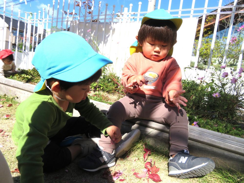 それを見ていたＹ君とＲ君も横に座り同じように

ギュっと力を入れてパラパラ…繰り返して遊びます

『どこから音が出るのかな？』『なんでこんなに固いの？』『これは葉っぱ？』

そんな事を考えているのかな？

落ち葉を持って不思議そうに眺めるＲ君…

しばらく落ち葉遊びは続きました


