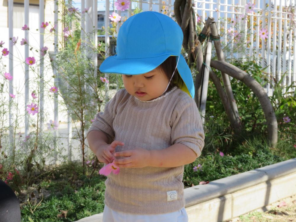 園庭には自分達より背の高いコスモスが咲いています

可愛いコスモスの花は子ども達に大人気！

摘んできたコスモスの花びらを指先で触ってみるRちゃん…

しばらくするとカップの中に砂を入れ、コスモスの花を乗せ『見て～』と可愛いお料理を見せてくれました

