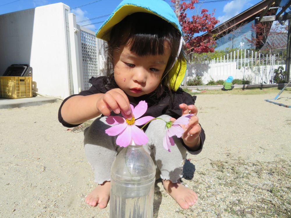 コスモスの花を子ども達がプレゼントしてくれたので

ペットボトルに飾っていると、それをみていたＵちゃんも自分の持っていたコスモスの花を飾ろうとします

でも茎の部分が短くてなかなか上手く飾れません…

位置を変えながら一生懸命繰り返し、飾れた時はとても満足そうに『見て～Ｕちゃんがやったよ！』と見せてくれました

