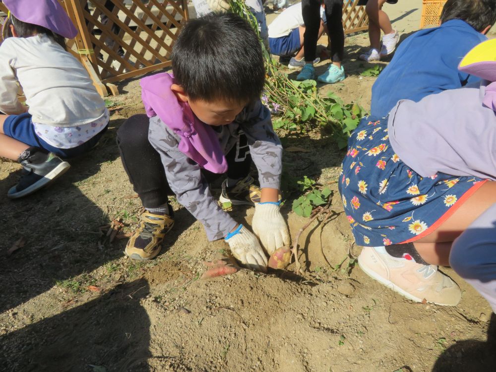 丁寧に芋を掘り進めているS君
根気強さがスゴイです
