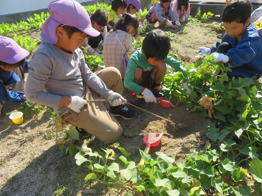 ツルをたどって掘り進めると芋発見
もう少しで採れそう