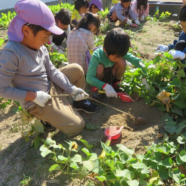 ＊　5歳児　芋掘り②　＊