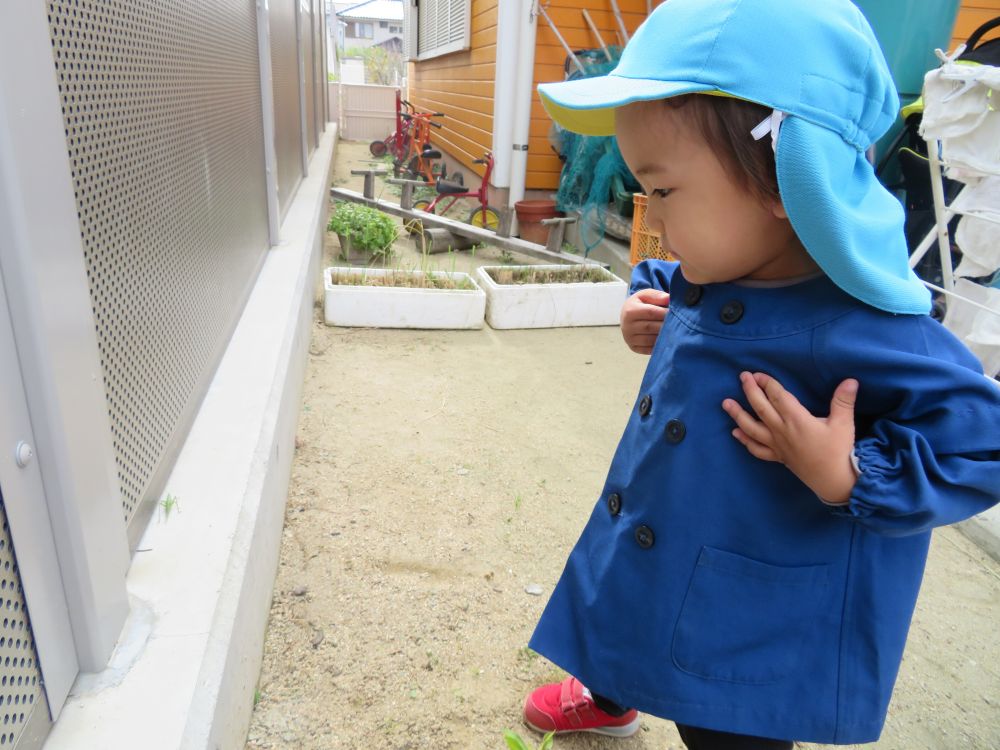 園庭遊びに出てきたら…
「あっ！！虫」

大きなキリギリスを発見したNくん
気になる…　捕まえたい…　でも怖いな…　どうしよう…

固まってしまったNくん、実は虫は少し苦手

友達たちも駆けつけます
１番に見つけたNくんどうしても僕が捕まえたい！
