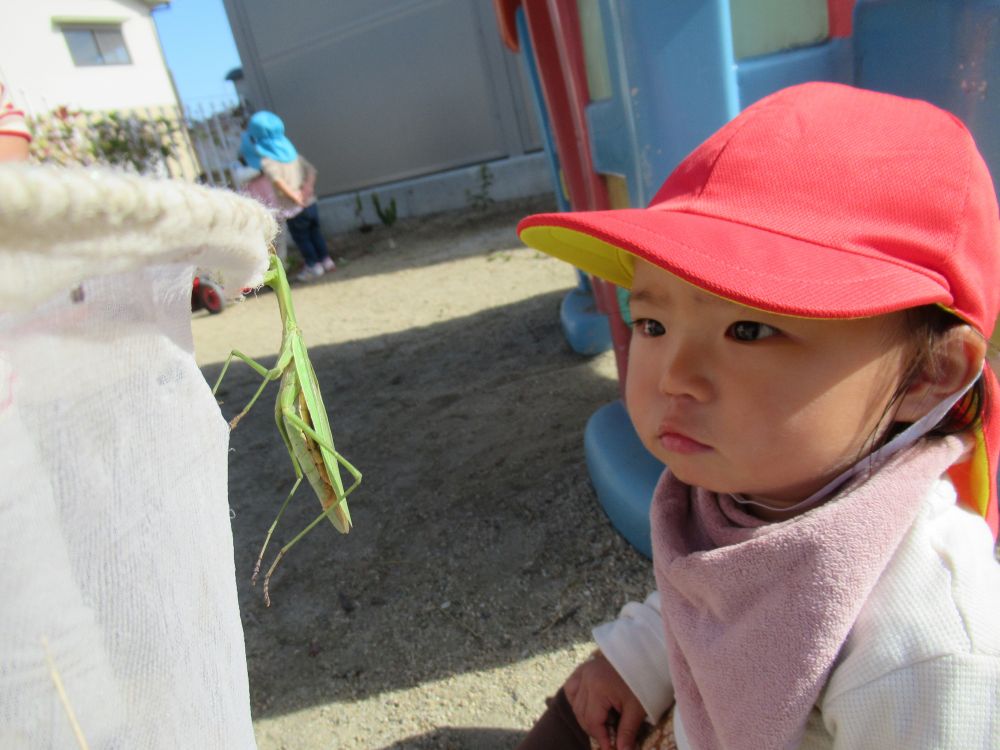 園庭にカマキリが遊びにきてくれました！


発見したKちゃん
触ってみたいけど・・・　少し怖い様子・・
手は伸ばして見るものの中々触る勇気が出ないようです