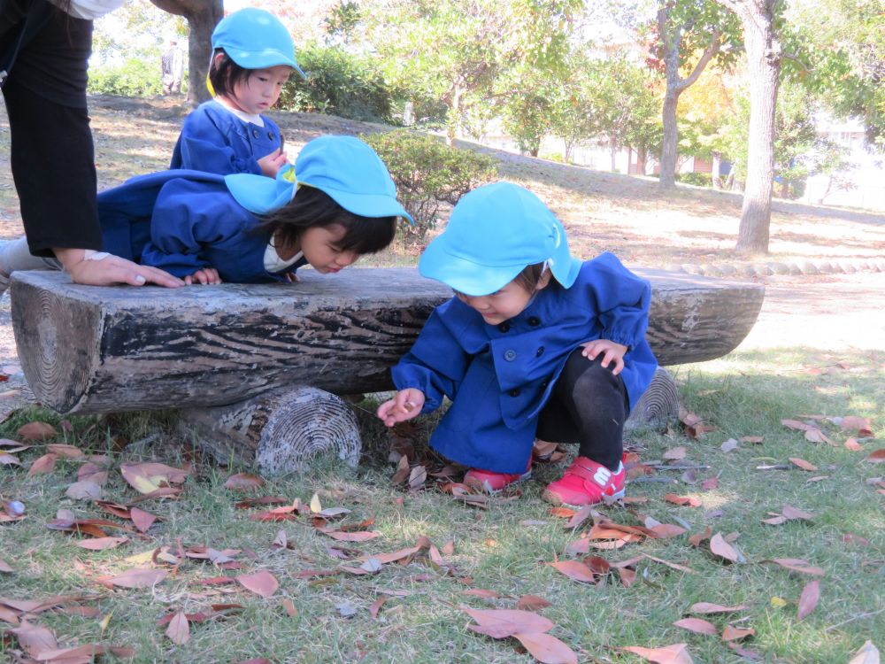 今日は近くの公園にどんぐり拾いにいってきました
久しぶりのお散歩でみんなニコニコ嬉しそう！

公園までの散歩道にも発見はいっぱい
「あ！蝶々！」「お魚がいるよ！」…なかなか目的地まではつきませんが
これがヒヨコ組さんの散歩スタイルです♡

公園に着くとさっそくどんぐり探しスタート
「迷子の迷子のどんぐりさ～ん」とイスの下や葉っぱの下を探すN君
「あった！」の声に「どこ？」とRちゃんも急いで見にきます



