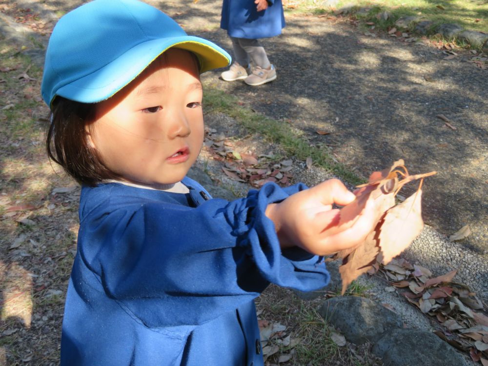 「どうぞ！」そう言って落ち葉がたくさんついた枝をもってきてくれたRちゃん
「たくさん葉っぱがついてるね～」と言うと嬉しそうコクリと頷いてどんぐりを探しにいきました

帰り道も見つけたどんぐりを大事そうに握って歩くRちゃんでした

たくさん拾った落ち葉やどんぐりで園庭でもたくさん遊ぼうね♡
