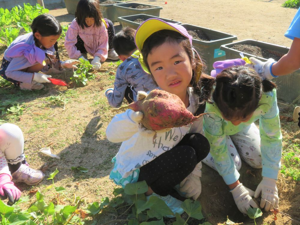 １０月２６日、園庭でさつまいも掘りを楽しんだキリン組さん♪

ツルを引っ張ったり、かたい土を掘り進んで探したり・・・
大きいおいもや小さいおいも、たくさん収穫できた秋の味覚をたっぷり使って、
さあ、クッキングスタートです♡