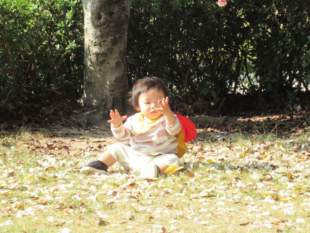 風に舞う花びらをみつけたKちゃん
ふわふわですこしツルツルしている花びらをにぎにぎと触ってみたり、風にふわりと飛ばしてみたりしています