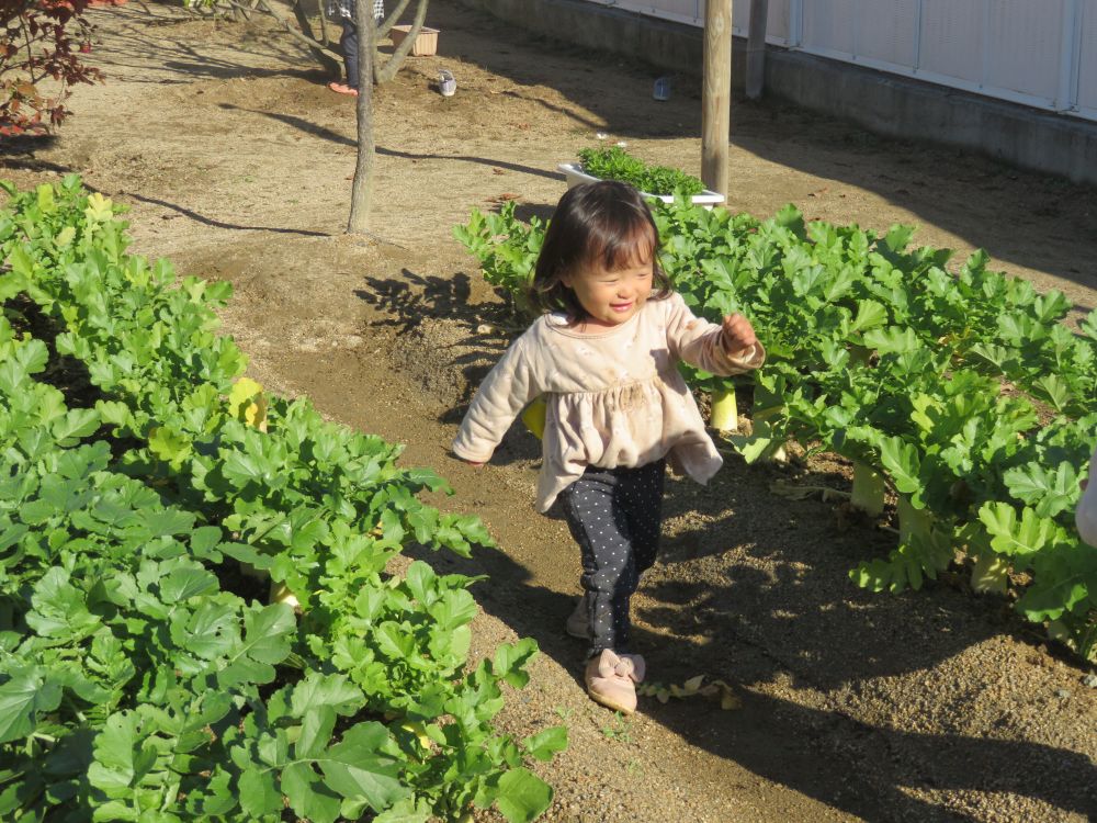 Nちゃんは探索中に大根を発見！

葉の下を覗き込んだり、大根を触ってみたり興味津々

なんだか嬉しくなったようで「だいこん！だいこん！」と言いながら間を嬉しそうに走っていました
広い園庭で身体を思いきり動かして遊びました