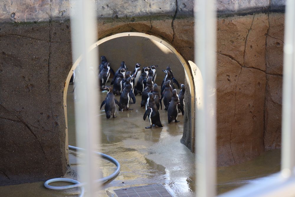 福山動物園、入ってまず始めに出迎えてくれるペンギンたち
「可愛いぃ～♡」と男の子も女の子もさっそく大興奮でした
さらに、水槽の掃除で水を抜いている状態と、何とも珍しい状況でのスタートです