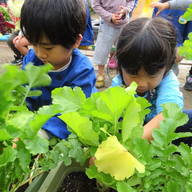 ＊　4歳児　菜園活動　大根収穫　(門田認定こども園）　＊