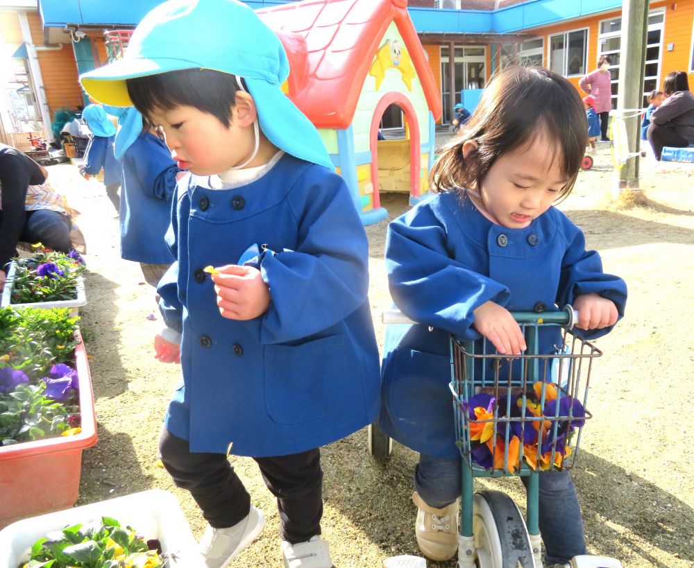 いつも子ども達は私達、大人では思いつかない事をします
”なるほど～”と思うことや”すごいな！”と感じる事がたくさんあります♡


三輪車でお散歩中のRちゃん、花壇で立ち止まりオレンジと紫の花だけを摘んでいきます

お料理をするのかな…と思って見ていると…
摘んだ花を丁寧にボールに移しかえ、ザウルスの所に持って行き・・



