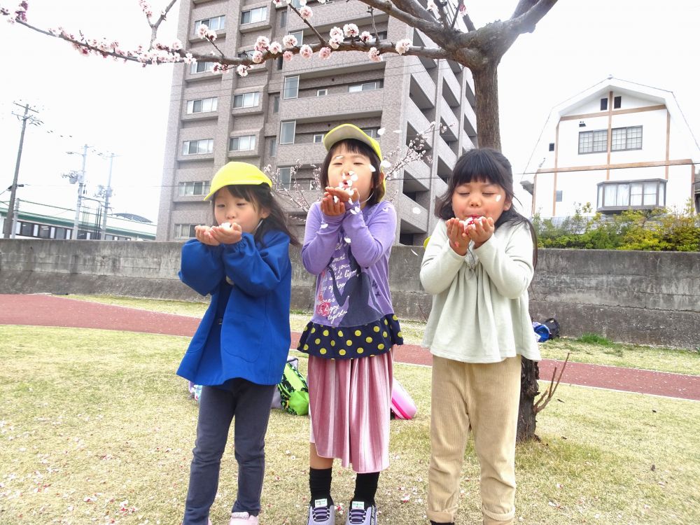 手のひらいっぱいに花びらを集めた３人

タイミングを合わせて・・・・
　「せーの！ふぅ～～～～～」
思いきり息を吹いて、桜のシャワーを表現

「プリンセスのシャワーみたい♡」とイメージを膨らませながら
何度も楽しんでいました