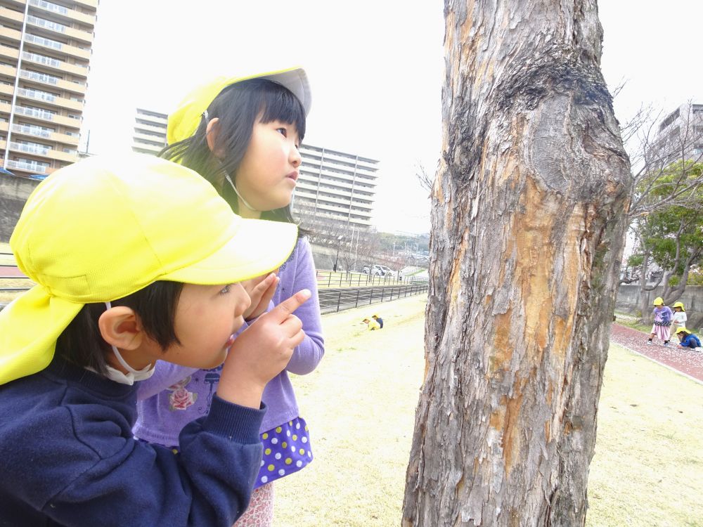 虫との出会いも楽しんでいるゾウ組さん

木をじーっと観察していると、小さな虫を発見！
「アリさんが歩いてるよ！かわいい～♡」
「みてみて！ここにクモもいる！」
久々の虫との再会を喜ぶHちゃんとAちゃん

「どうやって、ここまで登ったのかな？」
「木から落ちないってすごいよね」
観察しながら、気づきや発見を友達と伝え合っていました♡