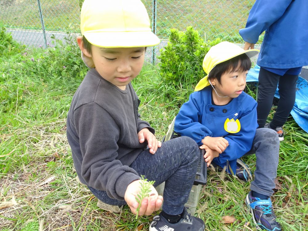 「Kくん！てんとう虫の幼虫がおったよ！」と
教えてくれた檀上先生

「この子、Kの手からずっと離れんじゃん！Ｋのこと好きなんかな～」
ほほえみながら観察するＫくん

「園で育ててみる？」
「虫かごに葉っぱと土入れてから、お家作ろう！」
友達と話し合って、飼ってみることに！
図鑑で調べたことや今までの経験を活かして、お家作りをはじめたみんな
これからの成長が楽しみです♡