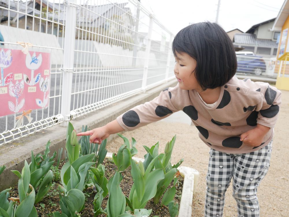 園庭に植えていたチューリップが
咲き始めたことに気が付いたRちゃん
『えっ！！ピンクが咲きそうよ』
と言い保育室から走って園庭へ♡