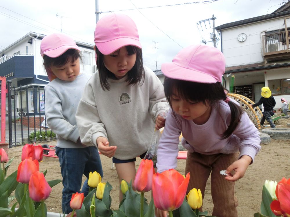 友達と虫探しをしていると、チューリップの中にてんとう虫を発見したⅯちゃんとＡちゃん。

「名前は何にする？」とⅯちゃん。

「みみかちゃんはどう？」とＡちゃん。

そんな楽しそうな言葉のやりとりがありながらてんとう虫のおせわを始めました。