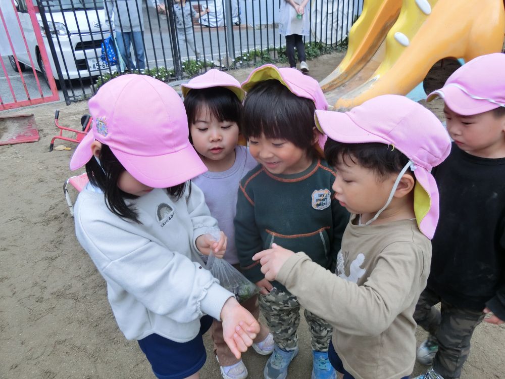 すると他のお友達もやって来て、みんなでてんとう虫のえさ探し。

「てんとう虫ってなにたべるんかな？」　
「アブラムシたべるらしいよ」

「へえ～！！」