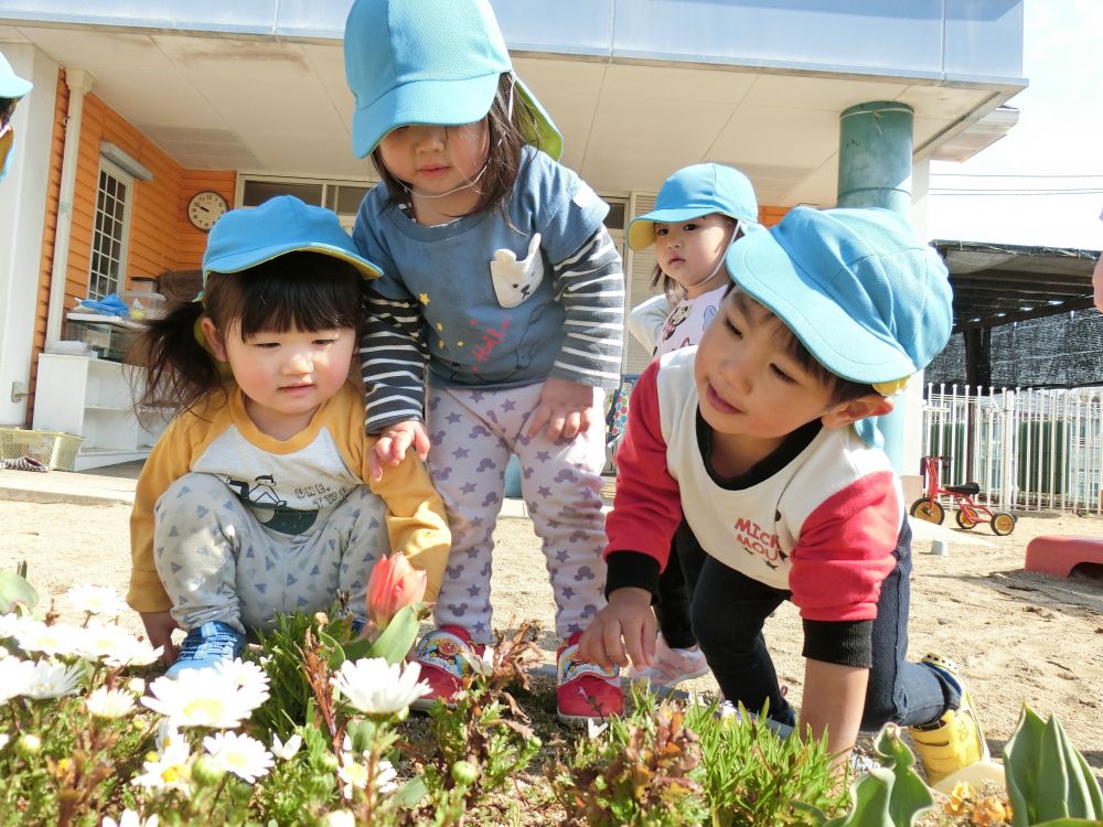 ヒヨコ組が１０月に植えた園庭の花壇のチューリップが芽を出し
やっと花が咲きました。

雨上がりの月曜日…
１本のチューリップが咲いているのを見つけて
「あか～」と指さしをして教えてくれる姿が…