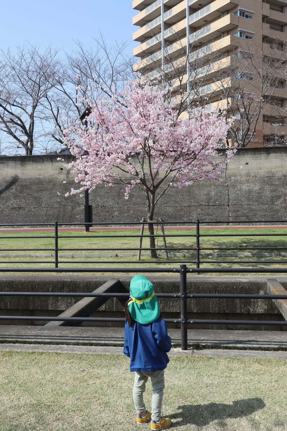 リス組さんと一緒に、東尾道駅の近くの
『黒崎水路(黒崎憩いの遊歩道)』までお散歩♪
到着すると・・・

「せんせい！みて！さくら咲いとるよ！！」と、Nちゃん♪
とってもキレイな桜が咲いていました♡

満開になる日が楽しみだね♡