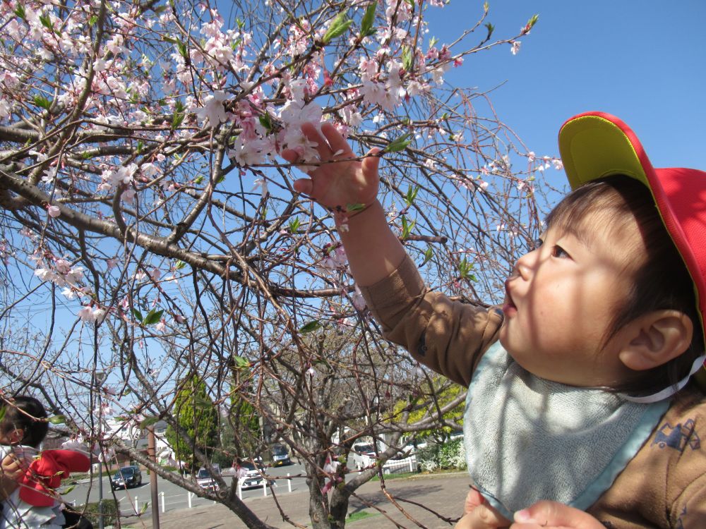 公園につくと、桜の花が咲いていて、さっそく見つけたN君「はい！はい！」と抱っこをしてとおねだり
抱っこするとそっと手を伸ばして触っていました