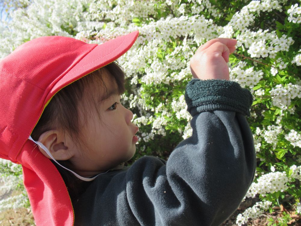 お花大好きYちゃん
タンポポをみつけたり、桜を触ったり、色んなお花を触って観察しています