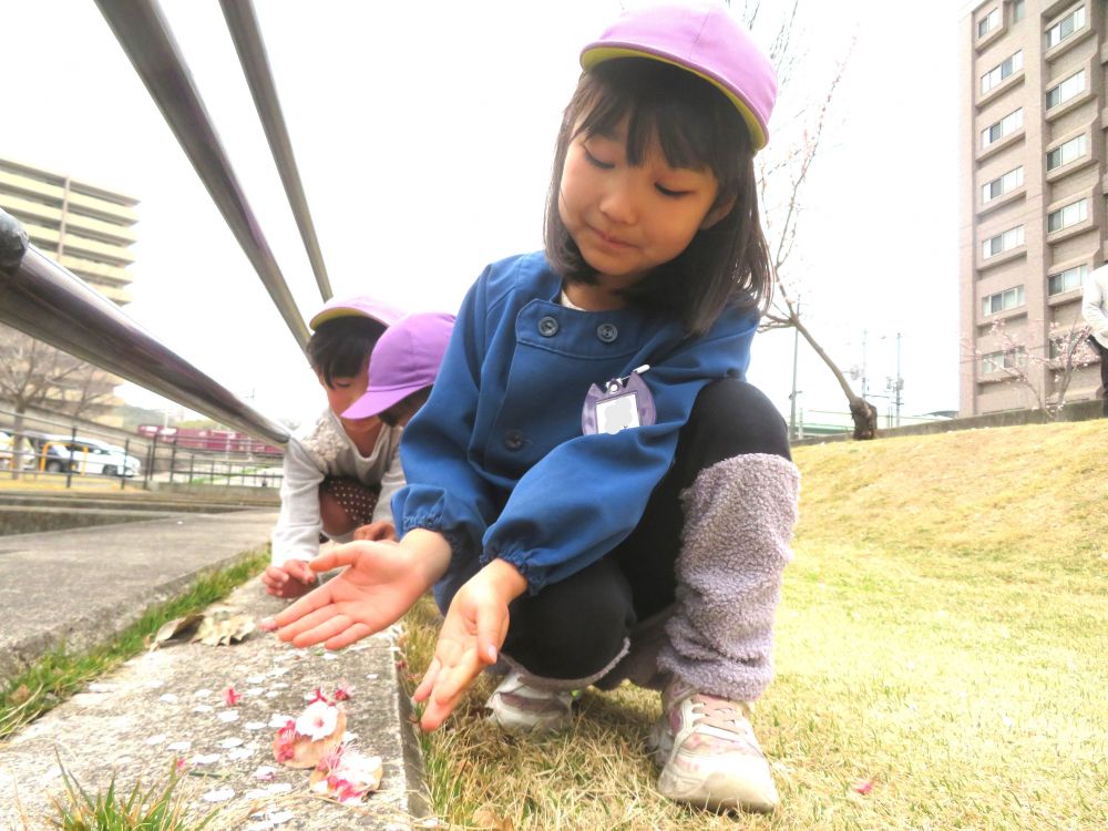 「きて！お店屋さんできたから」
見てみると、桜の花びらでカフェ屋さんを開いていたAちゃんとNちゃん！！

「園に帰っても作れるように持って帰ろう」
「葉っぱもいるね！！」
と袋にたくさん集めていました♪

自然物遊びが大好きなキリン組さん
四季折々の自然物を使い、面白いアイディアで
たくさん遊んだね♡
満開になる頃はピカピカの一年生♡

