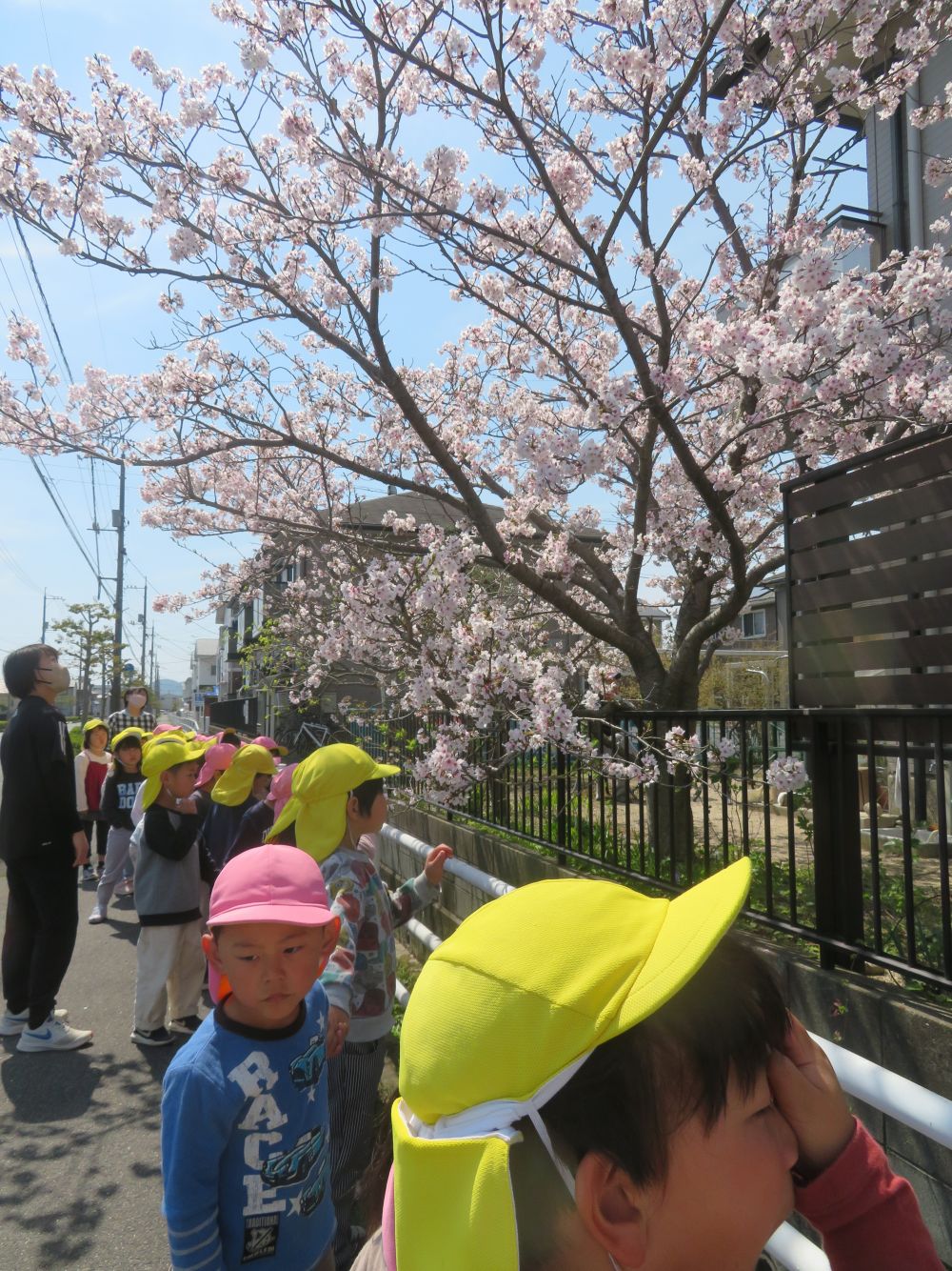 キリン組さんになり、ワクワクドキドキで登園してきたみんな♪
「もうキリン組さんよ！！」
「楽しみにしとったんじゃ～」と嬉しそうな様子♡

今日はゾウ組さんとマラソンコースをお散歩しました！！

「あ、桜よ！！」「綺麗～」
春を感じながら楽しんでいました！！