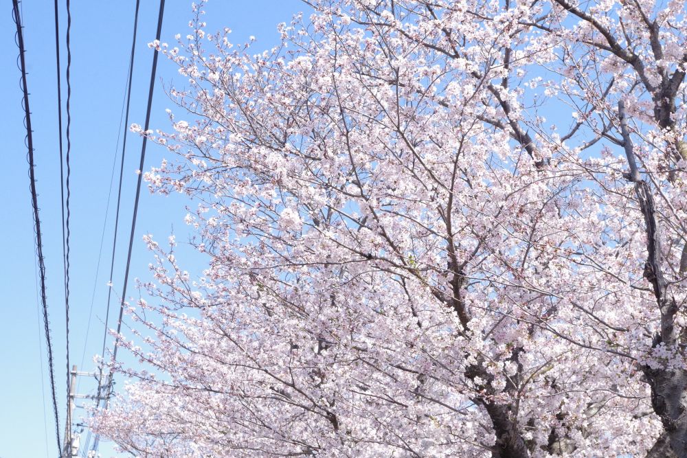 ４月１日
栗原川の桜がちょうど見ごろ♡満開🌸
温かい雰囲気の中、入園式を行いました。

新しい出会いの始まり

