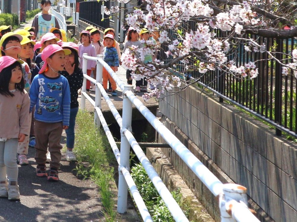 一人一人が
それぞれ好きな遊びや場所で遊んだり
春ならではの季節を感じたり・・・♡

散歩先で桜を発見
「綺麗だね♡」
「花びらが降ってる♡可愛いね」
会話を楽しみながら散歩♡