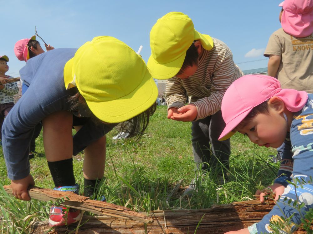 跳んでいる虫や倒木の下に潜んだいた虫に大興奮！
「ここに虫おったよ！」
「だんごむしみつけた！」
大きな木を友達と協力して持ち上げたり、木の棒でつついたりして、出てきた虫を観察します
