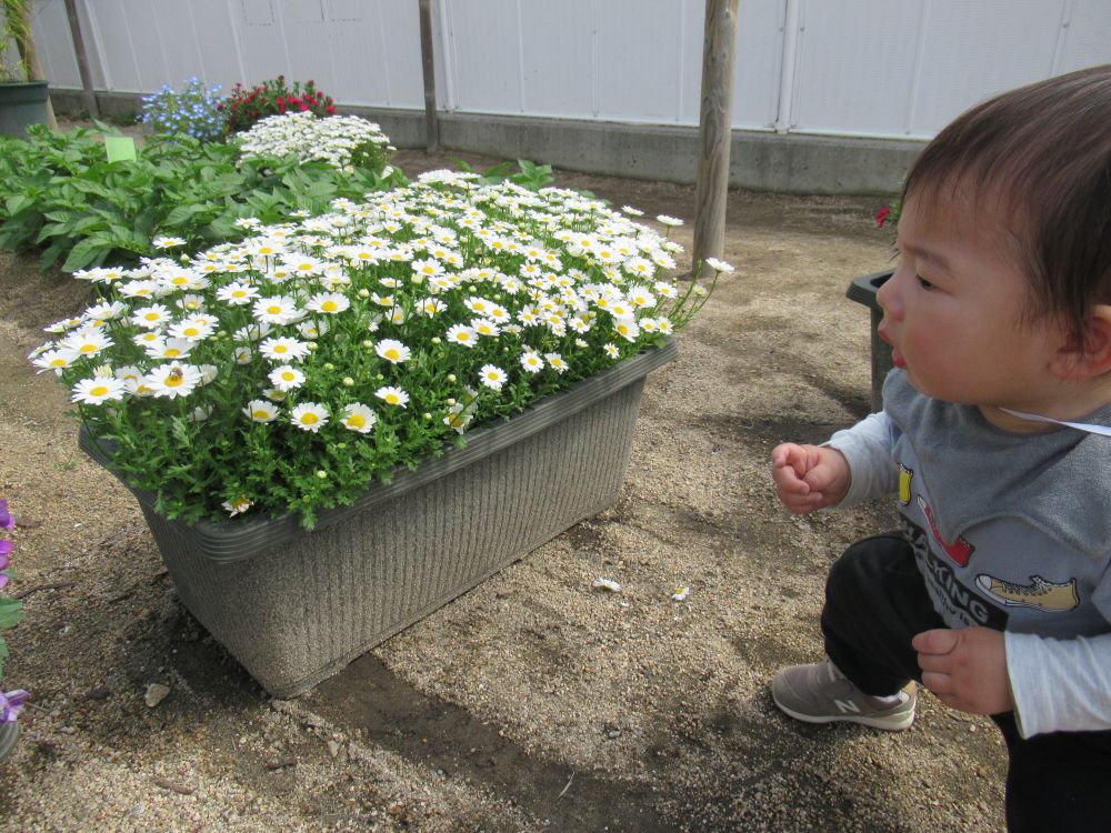 園庭に咲いている満開の花にも、興味津々
花に手を伸ばして触れたり、ちぎった花を眺め観察したりひっつけようとする様子も見られました
花の蜜を集めに来たミツバチに目がくぎづけ・・・