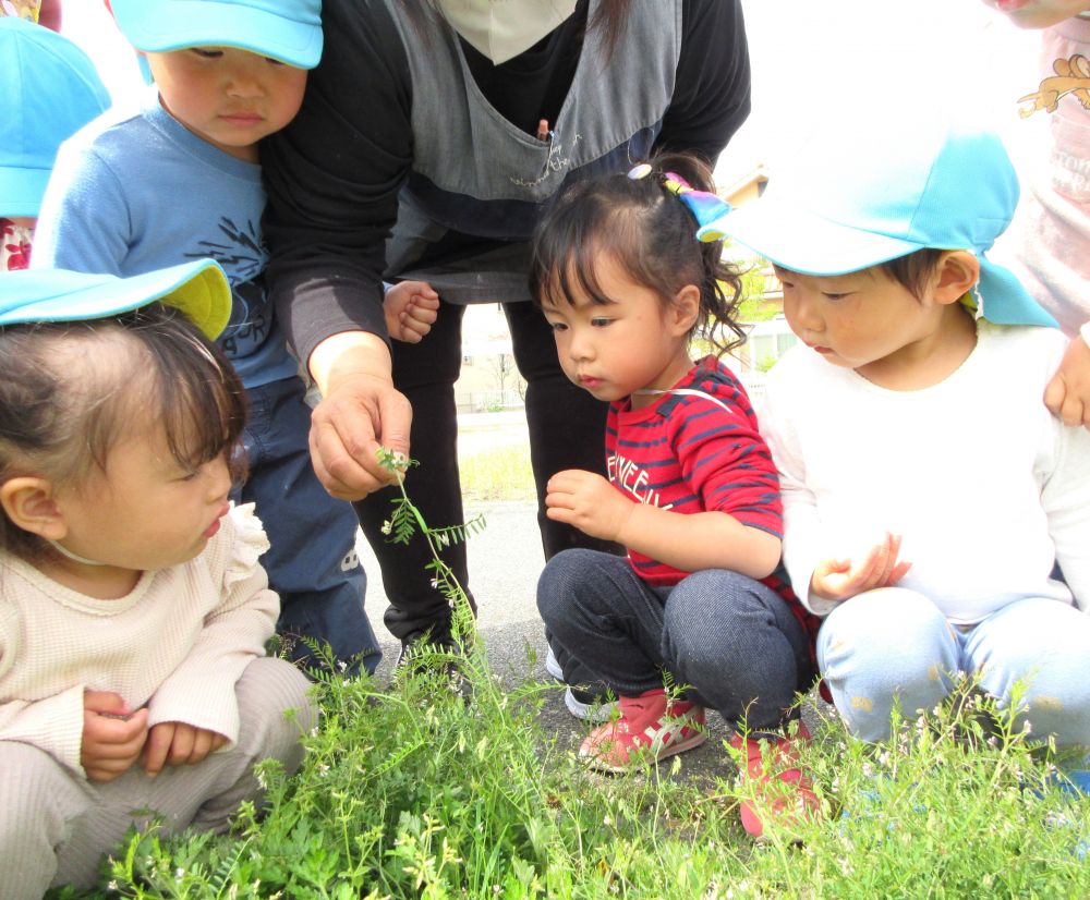 「あ～青虫見つけた！！」
「どこにおるん？」
「ここよ！」
「触ったらいけんよ！」

青虫はクマ組と一緒に園に帰る事に…
何になるか観察しようね♡
