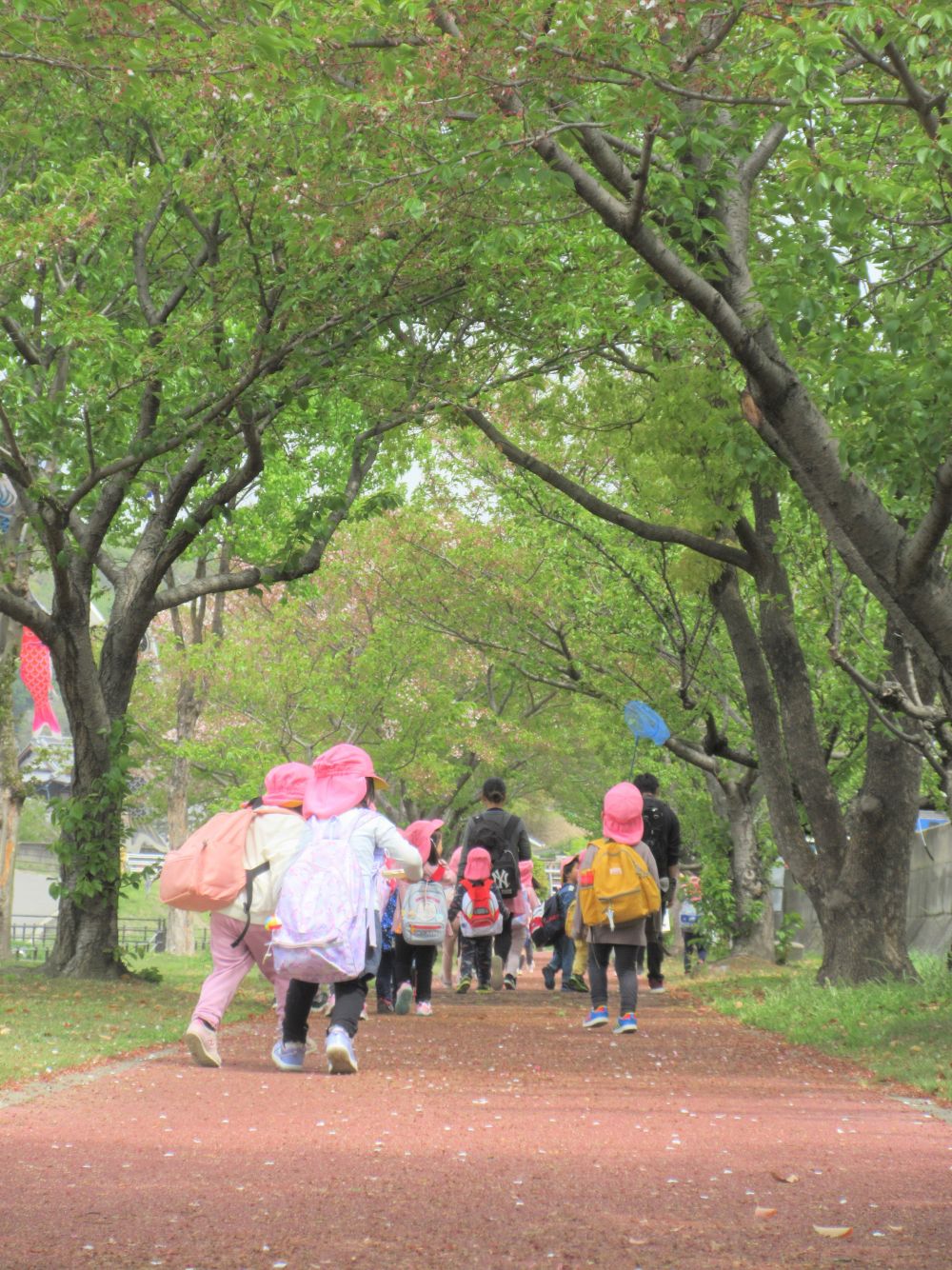 やってきました、全園児楽しみにしていたお弁当の日☆
天気も良くポカポカでそよ風がとても気持ちのいい日になりました



４歳児ゾウ組さんの目的地は東尾道駅近くの鯉のぼりが素敵な「黒崎水路」
青い芝生や桜の木も良い感じです