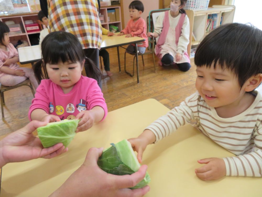 毎月１９日は「食育の日」
今月は…春キャベツと冬キャベツに触りました。

中身はどんな感じかな？給食先生が目の前で半分に切ってくれました。
包丁を入れると・・・
「ザクザク～！！」と、キャベツが切れる音を言葉で表現する子
「なか、しろい～！！」と、外見との違いに気づく子など、色々な発見がありました。　　