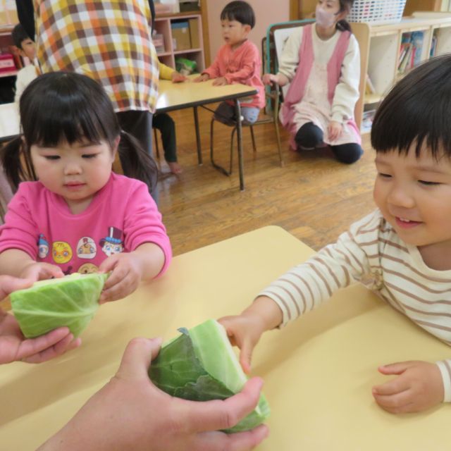 食育の日　「春キャベツと冬キャベツ」　～２歳児　クマ組～