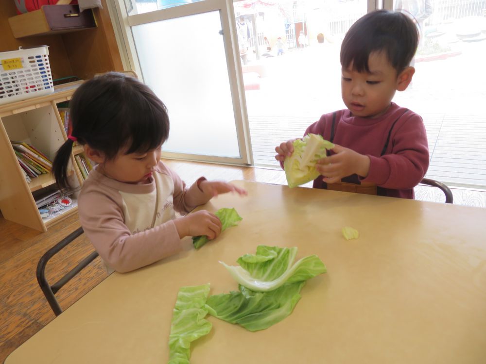 そっと触ってみたり、匂ってみたり。

剥いたキャベツの葉を「トントントン・・・」とお料理するように刻んでみたり。

