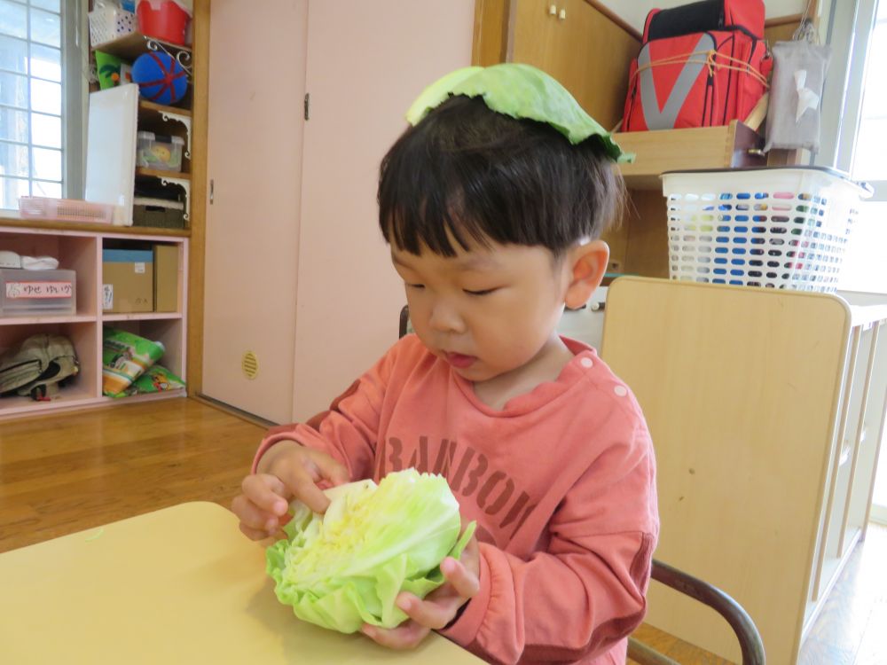 帽子の様に頭にかぶって真剣な表情。
一枚一枚丁寧に剥いていきます。

ぎゅっと詰まっている冬キャベツ。ふんわりフワフワ春キャベツ。
ふたつのキャベツの違いに触れる事が出来ました。
