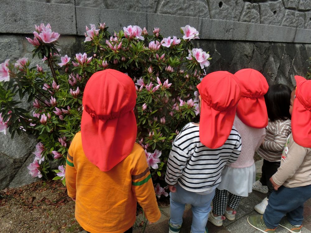 途中で、ピンクのツツジを見つけました✾
みんなで観察してみることに。
ツンツンと触ってみたり・・・
クンクンと匂いを嗅いでみたり・・・
指さしをして教えてくれたり・・・
他にも、アヤメやたんぽぽ・・・だんごむしやあり・・・
たくさんの春を見つけました♪
ヒヨコ組さんは、今、花や虫に興味津々です!!