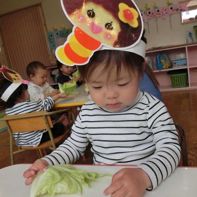 食育の日(キャベツ)　～１歳児　ヒヨコ組～