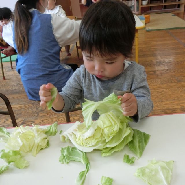 食育の日(キャベツ)②　～１歳児　ヒヨコ組～