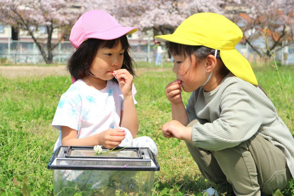 ホトケノザ…クローバー…ねこじゃらし…
草花を見つけ、知り、楽しむ
自然って楽しい！
そんな感性がたくさん育っていったらいいな♡と思います



「吸ったらぶどうの味がする！」
「甘いね～おかしみたい！」
蜜があることを共有したり…
感じたことを伝えあってみたり…♡