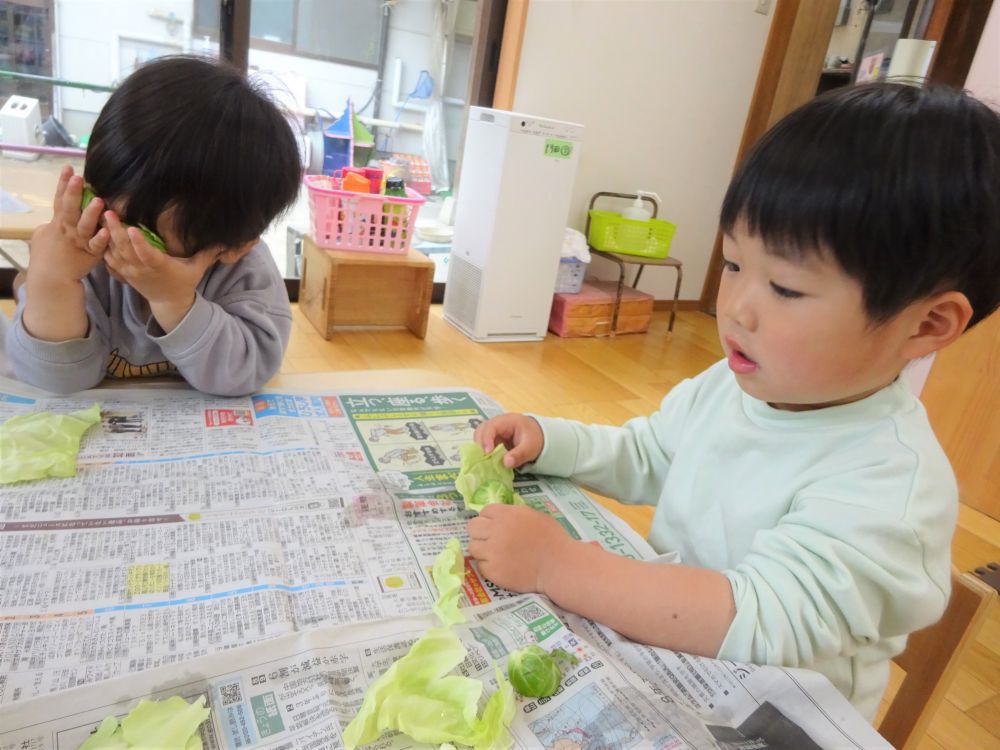 毎月19日は【食育の日】です。
食べ物に触れたり、食事の話をしたり子ども達と食を通じて楽しい時間を過ごしています。

4月の食育活動は【旬の野菜に触れる】でした。

各クラスに春の「食材、春キャベツを持って覗いてみました。

ヒヨコ・クマ組さんは最初はキャベツに触るのも恐る恐る・・・
でも最後はビリビリ上手に指先を使ってちぎりました！！