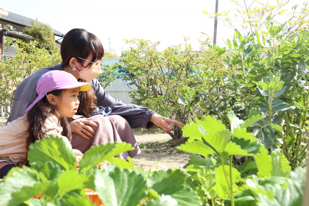 今日は楽しみにしていた保育参加♡
兄弟がいる子どももお家の人を独り占め



Aちゃん親子はタイヤに座って園庭観察
イチゴやそら豆が実ってきている様子を見ながら会話が弾みます
「園庭に自然が増えたねぇ～」つぶやくお母さん