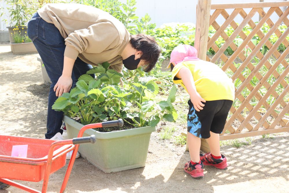 Ｋ君親子は虫探しに熱中
お父さんに話を聞くと、休みの日はもっぱら虫等の生き物探しだそうです
プランターを動かしてダンゴ虫探しも慣れたものです