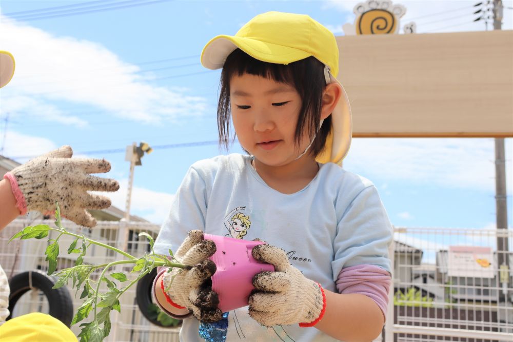 「お家でも植えているよ」
経験者のⅭちゃん手慣れたものです