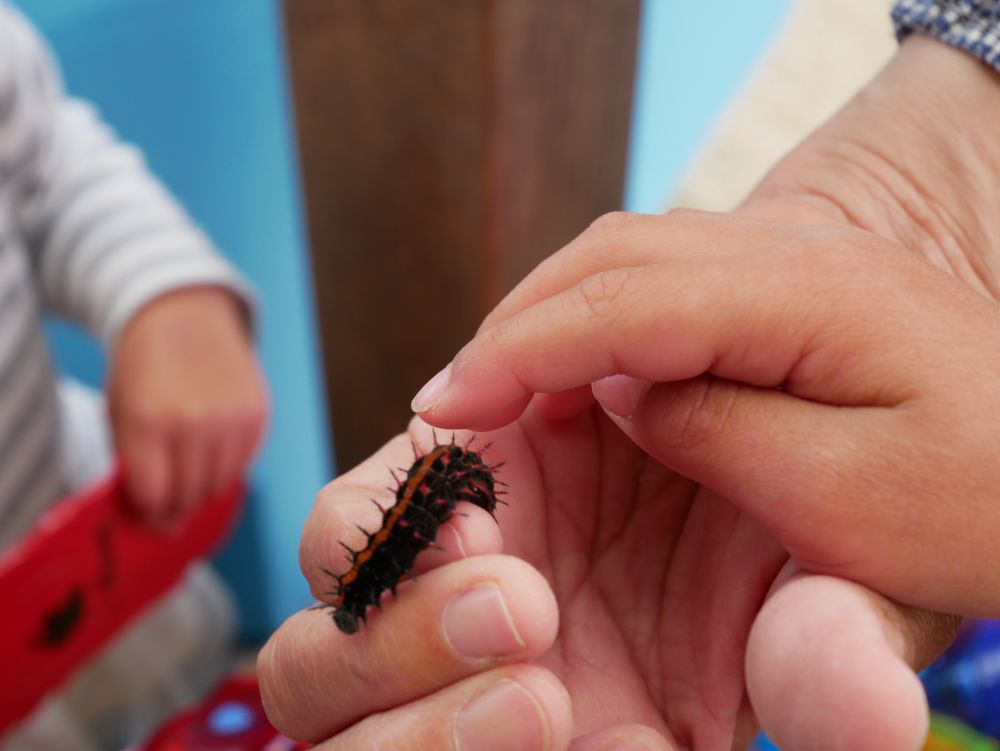 季節ならではの虫との出会いを楽しむ子どもたち・・・



毎年第二園庭の花壇にはツマグロヒョウモンの幼虫が現れます
『あおむしみたい！！』
『でも黒いじゃん！』
『オレンジ色もあるね』